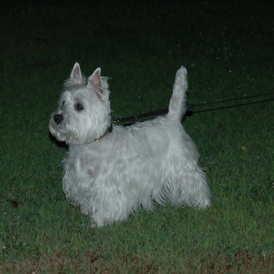 teddy720052.jpg
